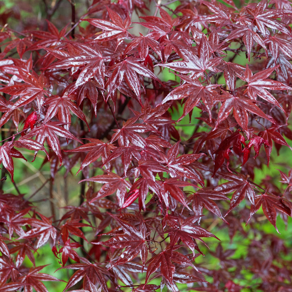 Japanischer Ahorn Acer palmatum Bloodgood – Balkonpflanze – Rot – Laubabwerfend – 19cm – Ca. 70cm hoch – Für Beet, Terrasse & Balkon – Plant