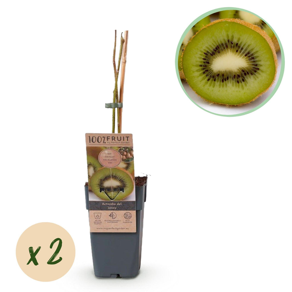 Kiwi Pflanze Actinidia deliciosa 'Jenny' – 2er – Set – Obstpflanze 15cm – ca. 50cm hoch – Selbstfruchtend – Für Garten & Balkon – Plant