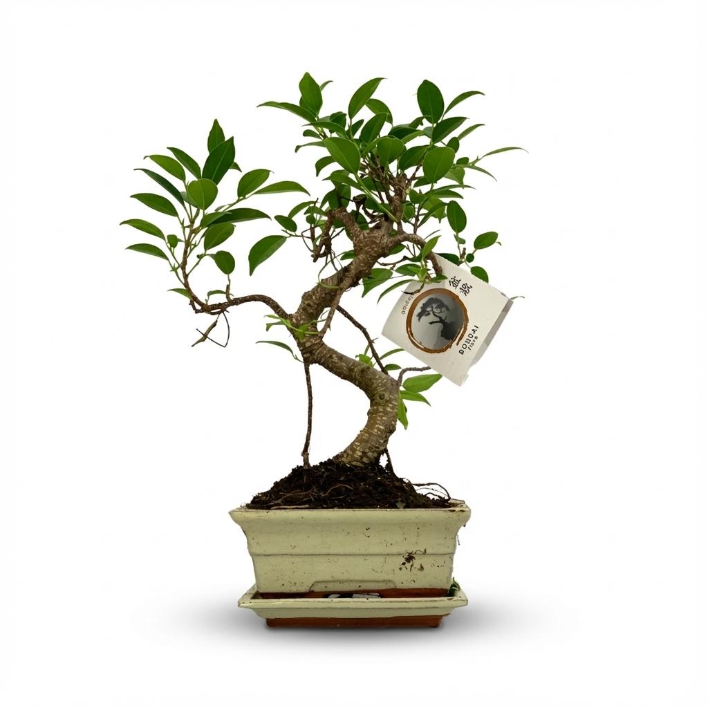 Bonsai Baum Ø15cm Höhe 30-35cm – Klassischer Miniaturbaum mit geschwungenem Stamm – In edler Keramikschale – Dekorative Zimmerpflanze – Plant
