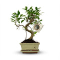 Bonsai Baum Ø15cm Höhe 30-35cm – Klassischer Miniaturbaum mit geschwungenem Stamm – In edler Keramikschale – Dekorative Zimmerpflanze – Plant
