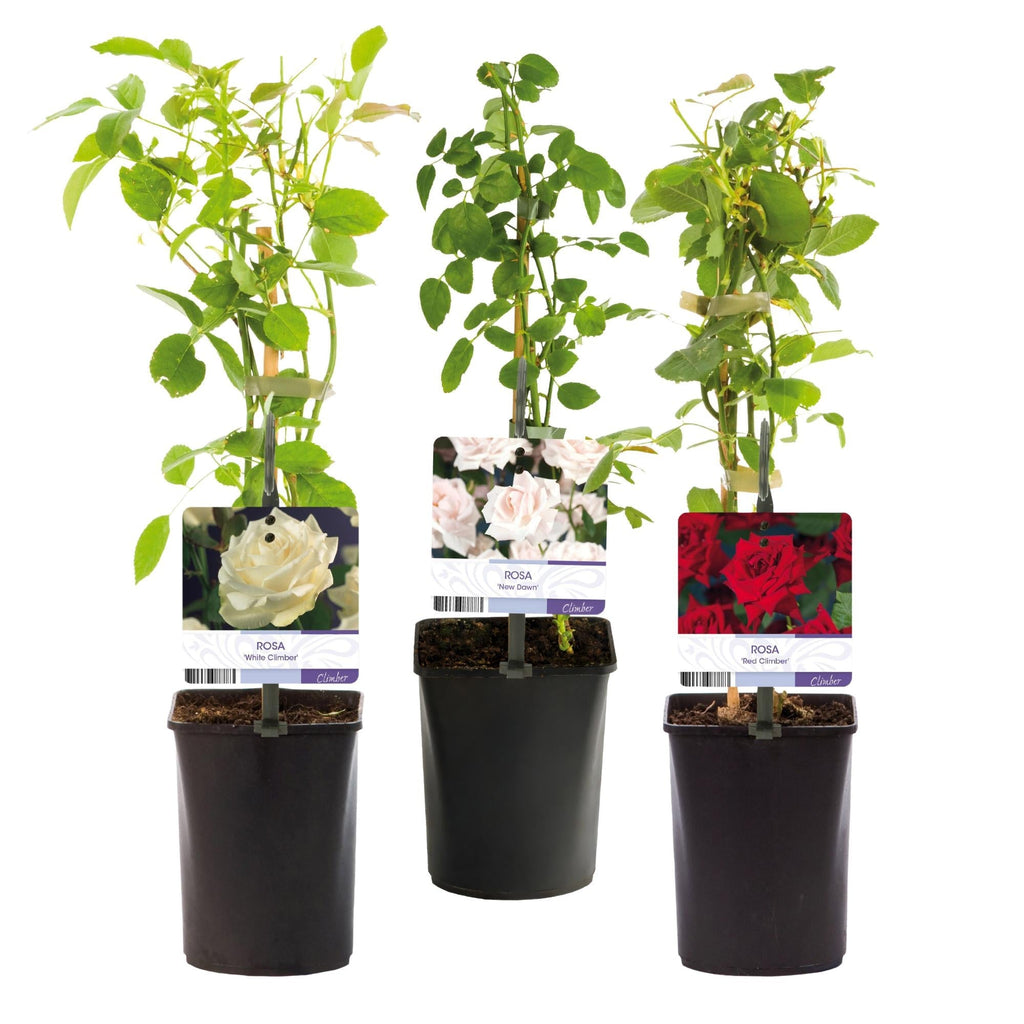 Kletterrose – Rosa Tricolour – Blüte Rosa – Weiß – Rot – 3 Pflanzen – Duftend – Geringer Pflegeaufwand – 11cm – Höhe ca. 40cm – Plant