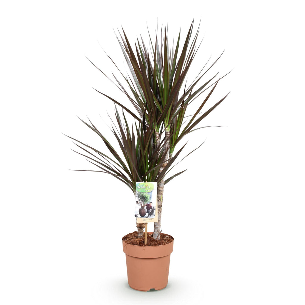 Dracaena Magenta – Drachenblutbaum – 17cm – Höhe 70-80cm – Pflegeleichte rot – grüne Zimmerpflanze mit dekorativen Stängeln für Wohn – Plant