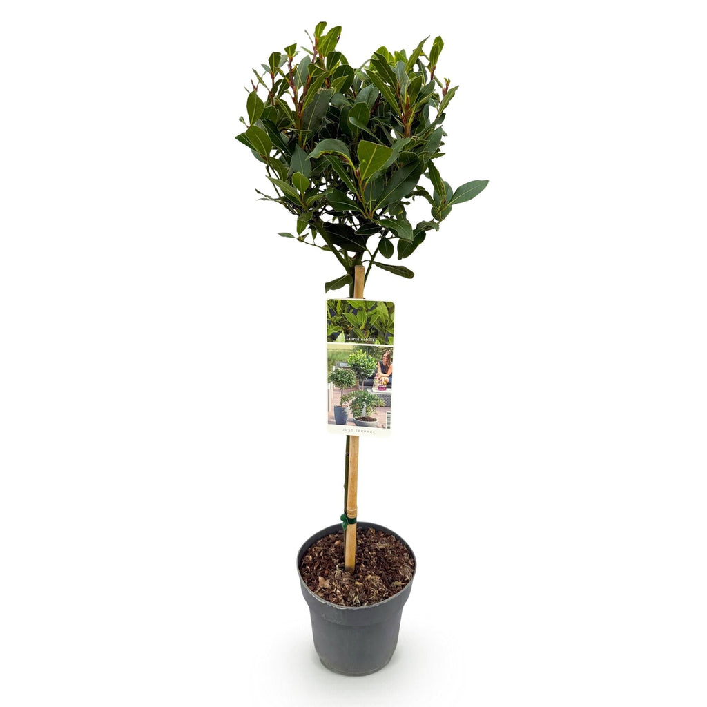 Laurus nobilis Stamm – Pflanze – Immergrüner Lorbeerbaum – Pflegeleicht – Ø19cm – Höhe ca. 90cm – Mediterranes Flair für Terrasse & Balkon – Plant