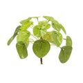 Chinesischer Geldbaum – Pilea Mini Busch – Zimmerpflanze – 13cm – Kompakt & pflegeleicht – Grüner Blickfang für Tisch, Regal & Schreibtisch – Plant