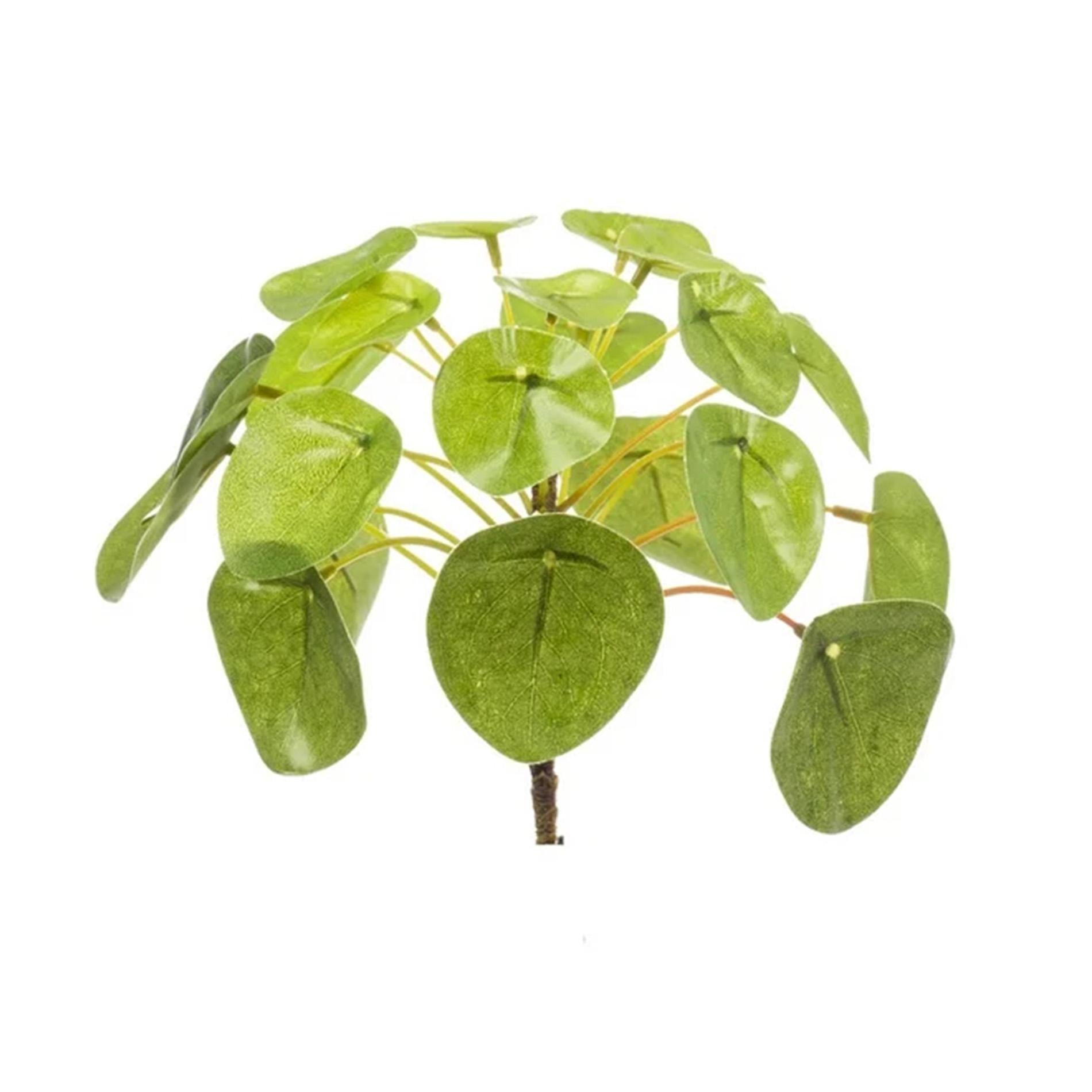 Chinesischer Geldbaum – Pilea Mini Busch – Zimmerpflanze – 13cm – Kompakt & pflegeleicht – Grüner Blickfang für Tisch, Regal & Schreibtisch – Plant