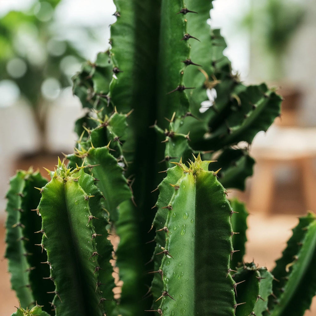 Euphorbia eritrea – Afrikanischer Milchbaum – 60cm – 17cm – Pflegeleichter Wolfsmilchkaktus in kräftigem Grün – Plant