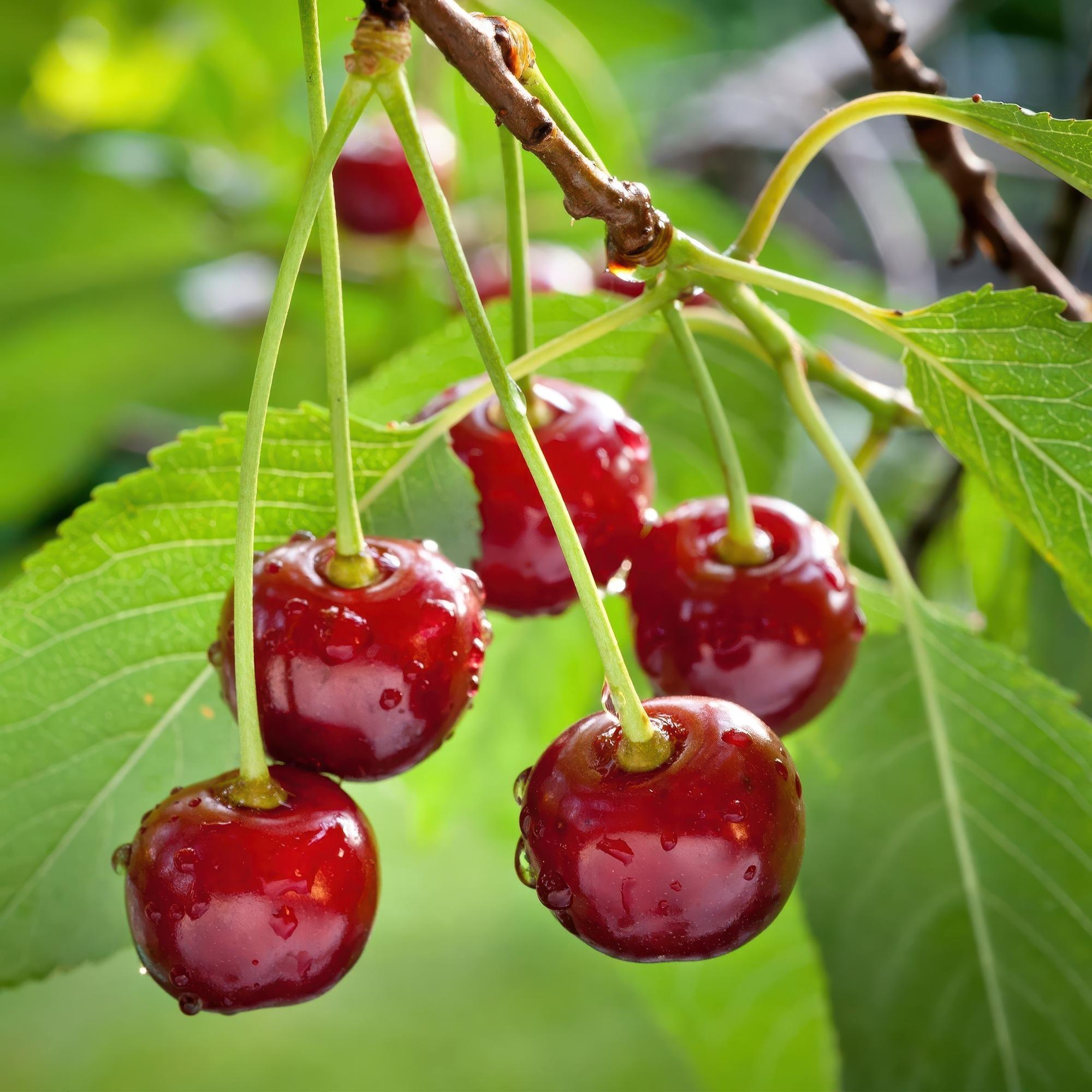 Kirschbaum Prunus avium Regina – Rote Kirsche – Obstbaum im Ø21cm – Höhe ca. 90cm – Süße Kirschen, pflegeleicht & gesund – Perfekt für Garten & Balkon – Plant