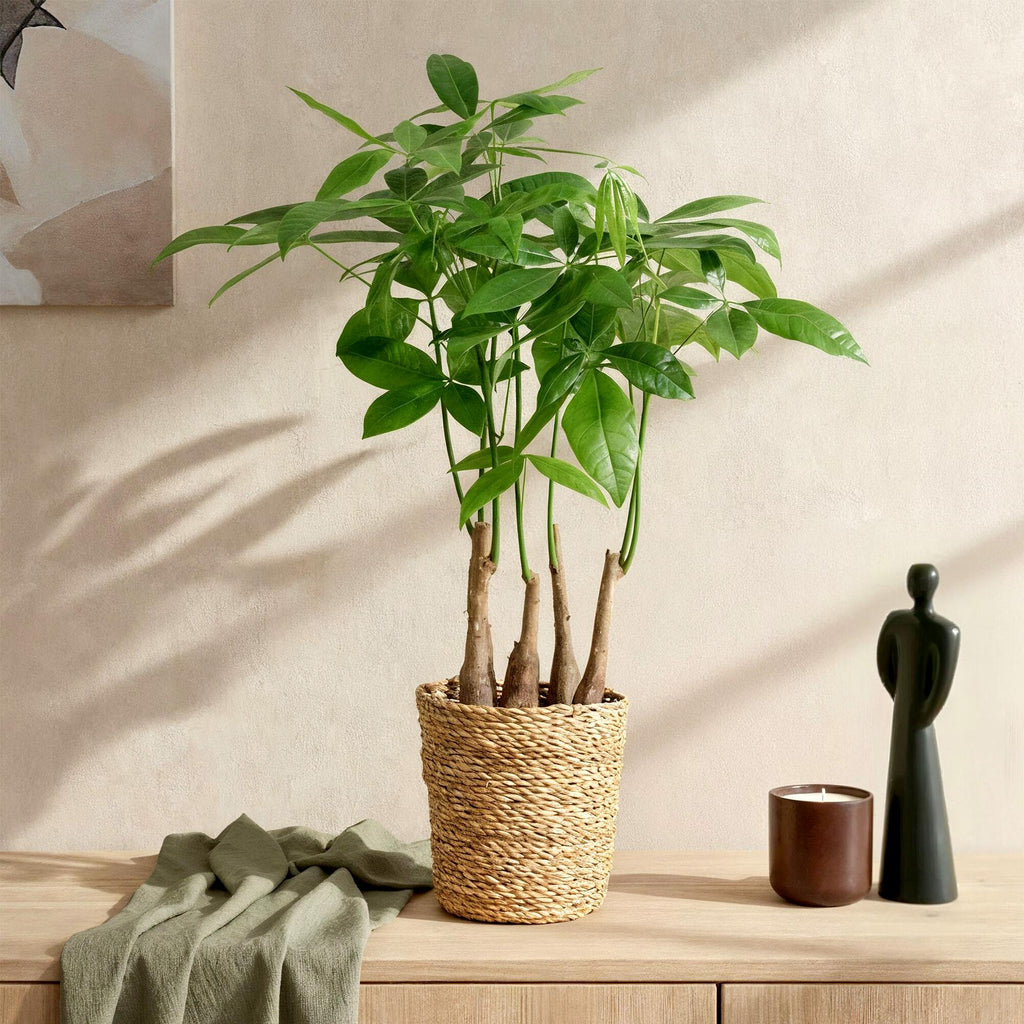 Pachira Aquatica Mehrstamm – 50-55cm – 17cm inkl. Naturkorb – Pflegeleichter Geldbaum – Plant