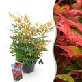Heiliger Bambus Nandina Gulfstream – 17cm Höhe ca.45cm – Immergrün & farbwechselnd – Orangefarbenes Laub – Pflegeleichter dekorativer Zierstrauch – Plant