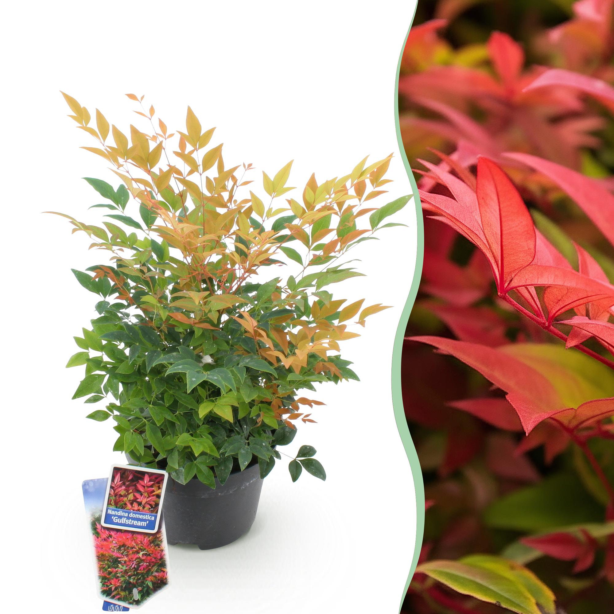 Heiliger Bambus Nandina Gulfstream – 17cm Höhe ca.45cm – Immergrün & farbwechselnd – Orangefarbenes Laub – Pflegeleichter dekorativer Zierstrauch – Plant