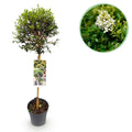 Ligustrum delavayanum Stamm – Pflanze – Immergrün – Pflegeleicht – Ø19cm – Höhe ca. 90cm – Sichtschutz & Stil für Terrasse & Balkon – Plant