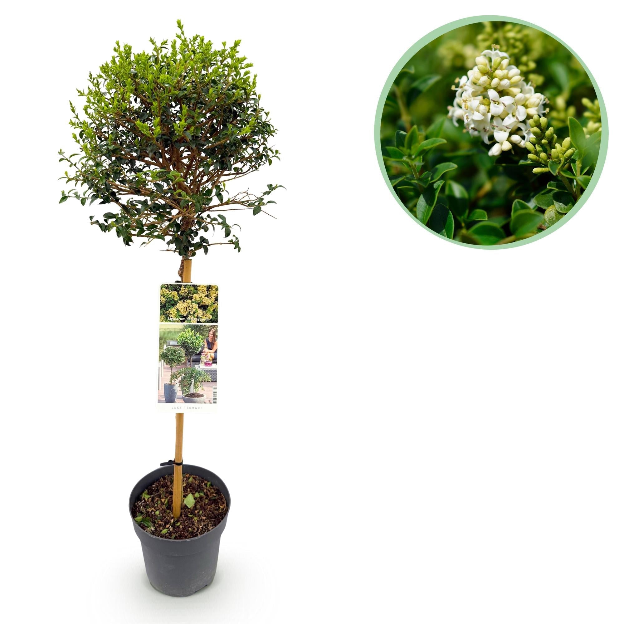 Ligustrum delavayanum Stamm – Pflanze – Immergrün – Pflegeleicht – Ø19cm – Höhe ca. 90cm – Sichtschutz & Stil für Terrasse & Balkon – Plant