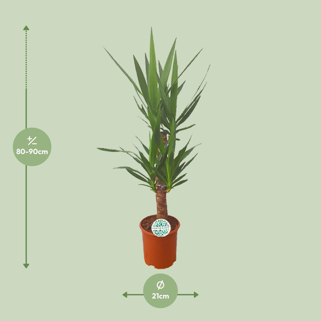 Palmlilie Yucca – 90cm Ø21cm – Pflegeleichte Zimmerpflanze mit schwertförmigen Blättern – Robuste Grünpflanze für helle & halbschattige Standorte – Plant