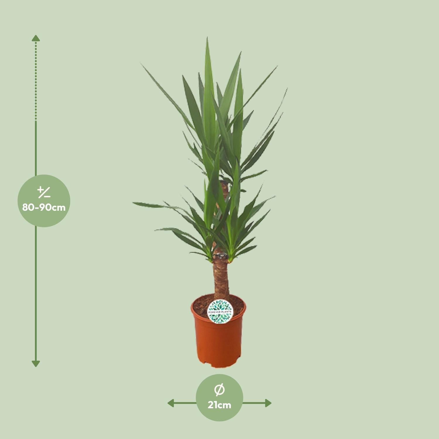 Palmlilie Yucca – 90cm Ø21cm – Pflegeleichte Zimmerpflanze mit schwertförmigen Blättern – Robuste Grünpflanze für helle & halbschattige Standorte – Plant