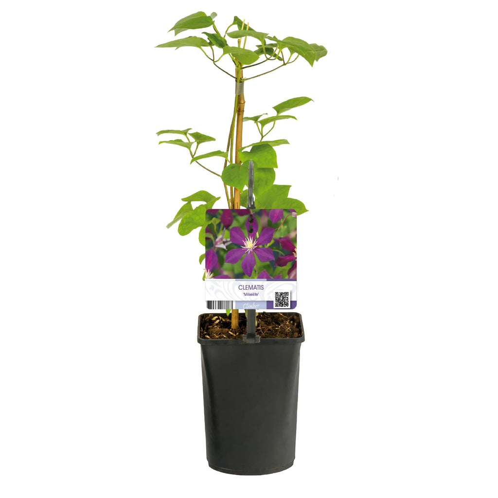 Kletterpflanze Clematis Mikelite – Lila – weiße Blüten – Wenig Pflege – 2 Pflanzen – 11cm Höhe 40cm – Für Garten, Terrasse & Pergolen – Plant
