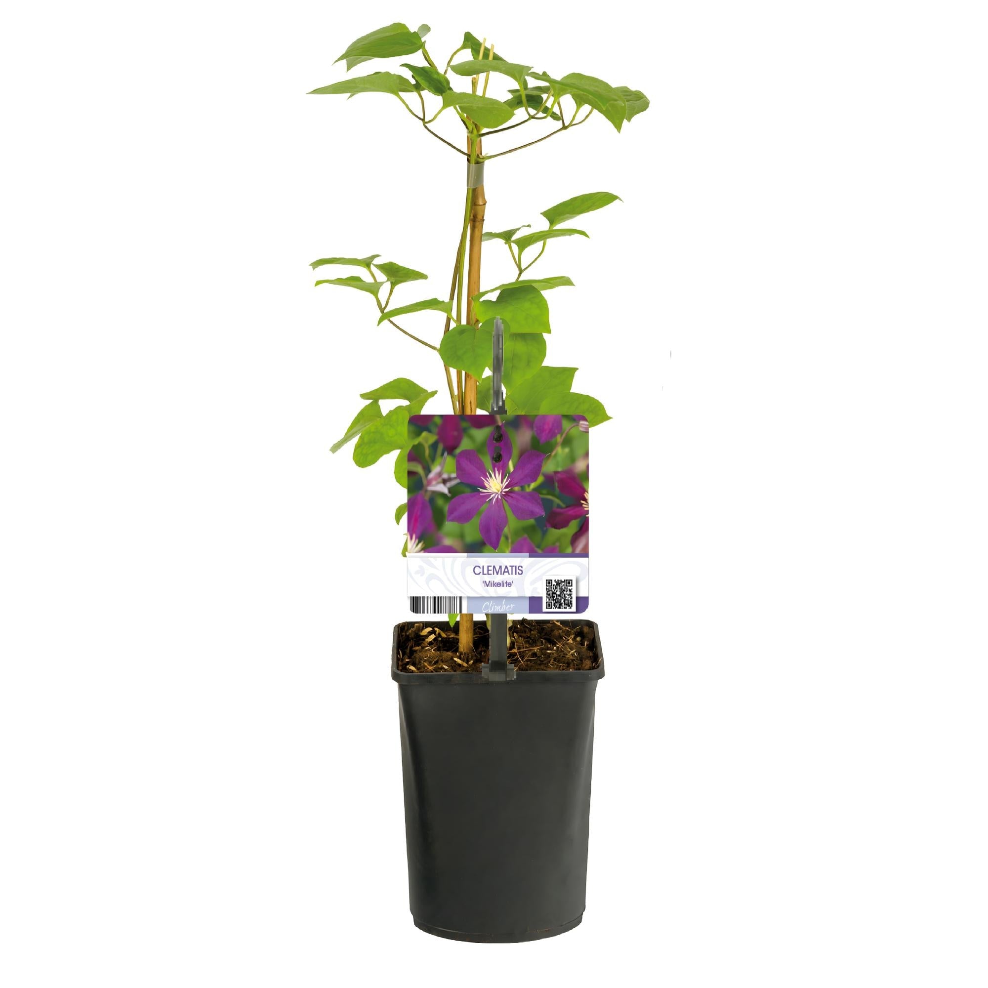 Kletterpflanze Clematis Mikelite – Lila – weiße Blüten – Wenig Pflege – 2 Pflanzen – 11cm Höhe 40cm – Für Garten, Terrasse & Pergolen – Plant