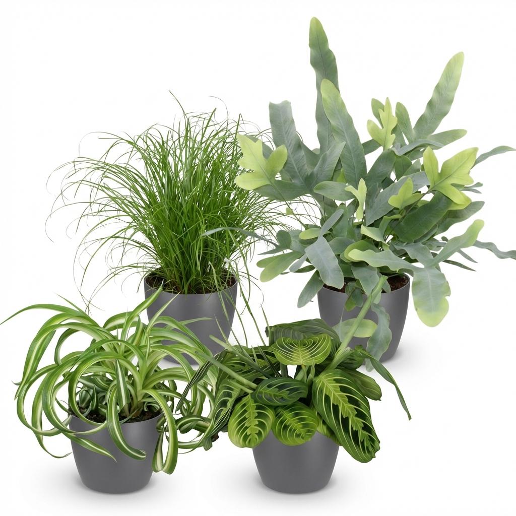 Zimmerpflanzen Set – Chlorophytum Cyperus Phlebodium Maranta – 4er Set im grauen Topf Ø12cm Höhe25cm – Haustierfreundliche Grünpflanzen