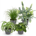 Zimmerpflanzen Set – Chlorophytum Cyperus Phlebodium Maranta – 4er Set im grauen Topf Ø12cm Höhe25cm – Haustierfreundliche Grünpflanzen