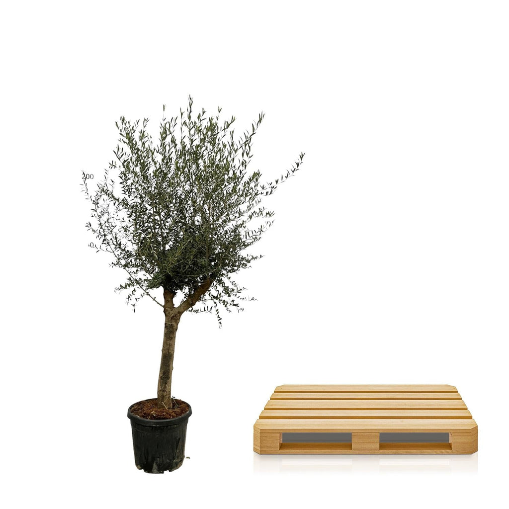 Olivenbaum Olea Lorc – ca. 200cm hoch – Ø45cm – Mediterrane Zimmer – & Gartenpflanze – Immergrün & pflegeleicht – Für sonnige Standorte – Plant