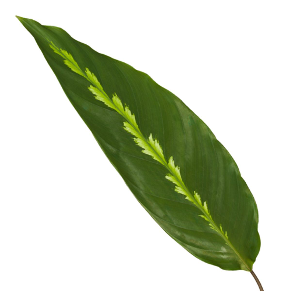 Calathea Maui Queen – 35cm – Ø12cm – Exotische Korbmarante mit dekorativ gemusterten Blättern – Luftfeuchtigkeitsliebend & dekorativ – Plant