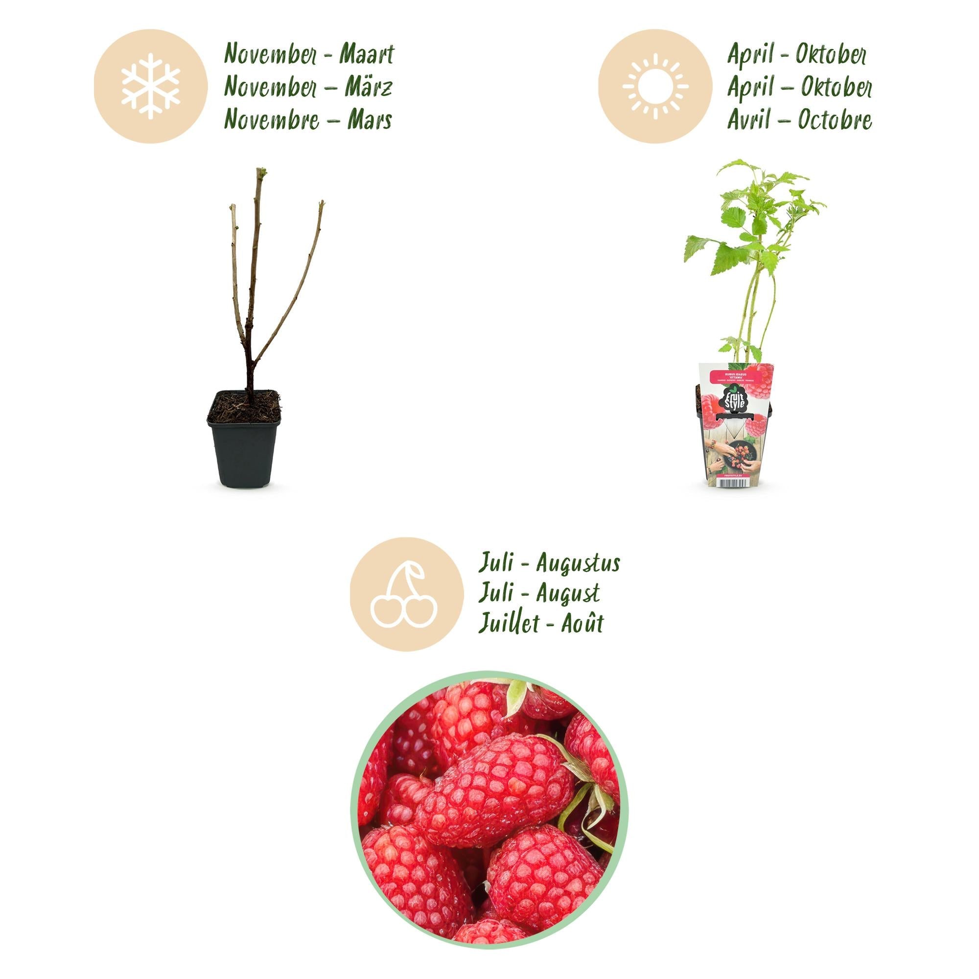 Himbeerpflanzen Rubus idaeus Heritage winterhart 6 Pflanzen Höhe 30cm Ø9cm – Rote Himbeere für Beet Balkon & Topf – Ertragreiche Obstpflanze