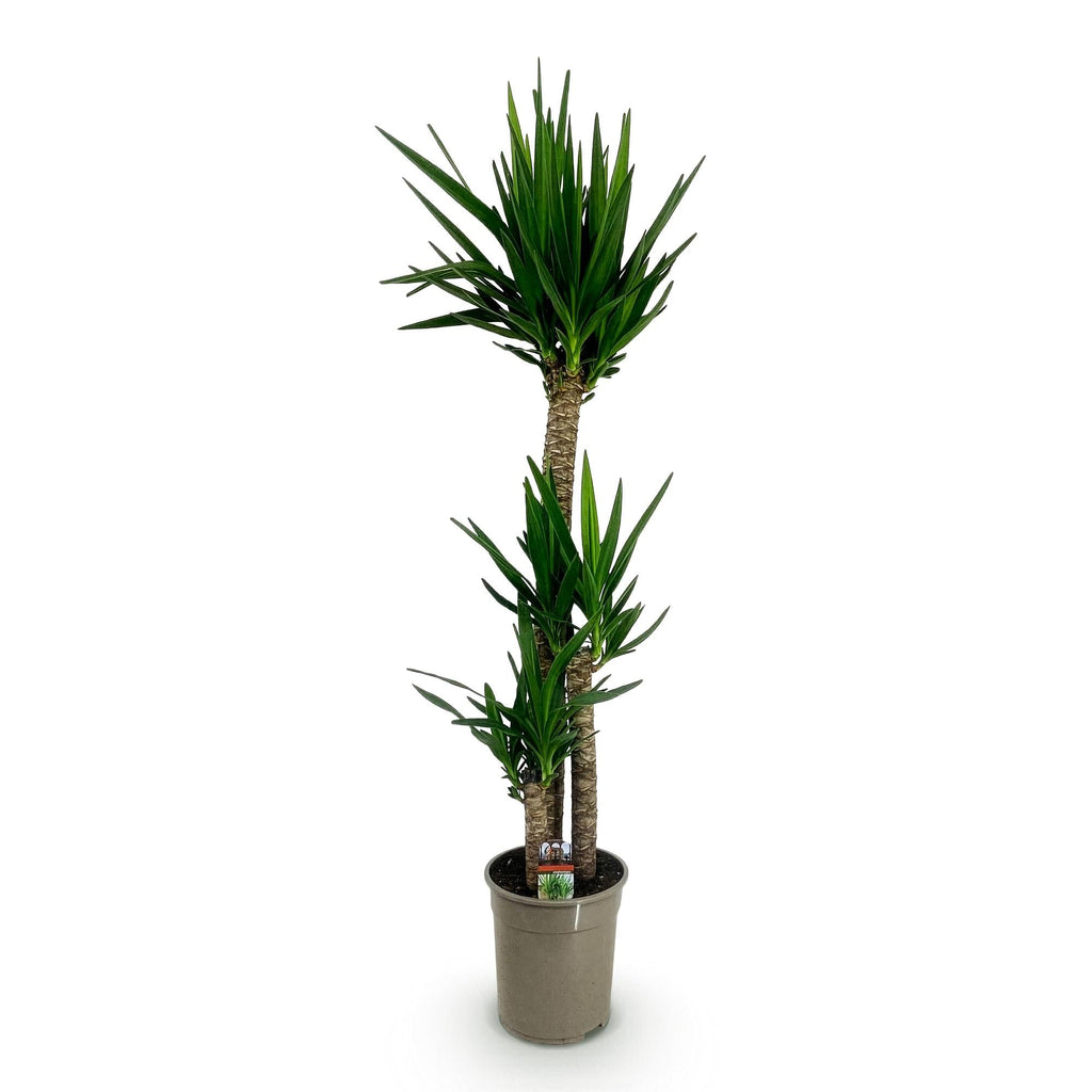 Palmlilie Yucca Elephantipes – 140cm – 24cm – Pflegeleichte Palmlilie mit schmalen, grünen Blättern – Plant