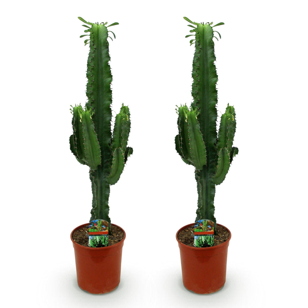 Wolfsmilchkaktus Euphorbia eritrea – Afrikanischer Milchbaum – 2 Zimmerpflanzen – 70cm 19cm – Pflegeleichter Wolfsmilchkaktus – bläulicher Optik
