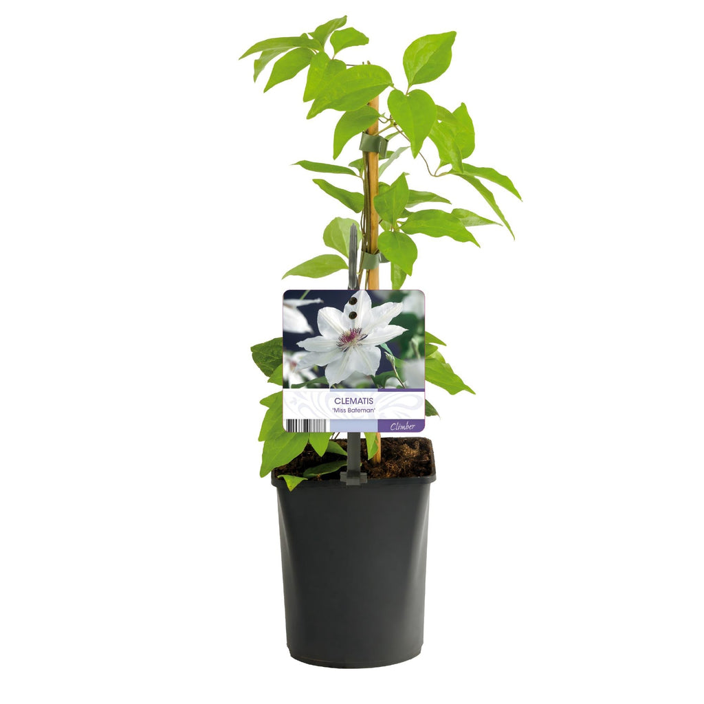 Kletterpflanze Clematis Miss Bateman – Rosa – Weiße Blüten – Wenig Pflege – 2 Pflanzen – 11cm Höhe 40cm – Für Garten, Terrasse & Pergolen – Plant