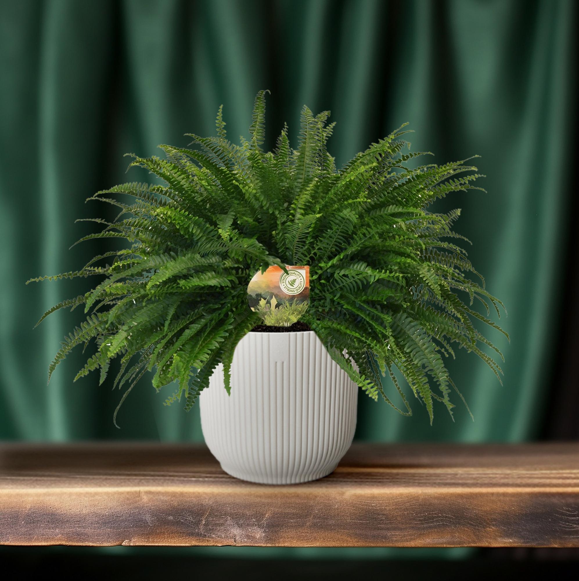 Nephrolepis 'Green Lady' – Bostonfarn Zimmerpflanze – Ø19cm – ca. 60cm hoch – Luftreinigend & pflegeleicht – Plant