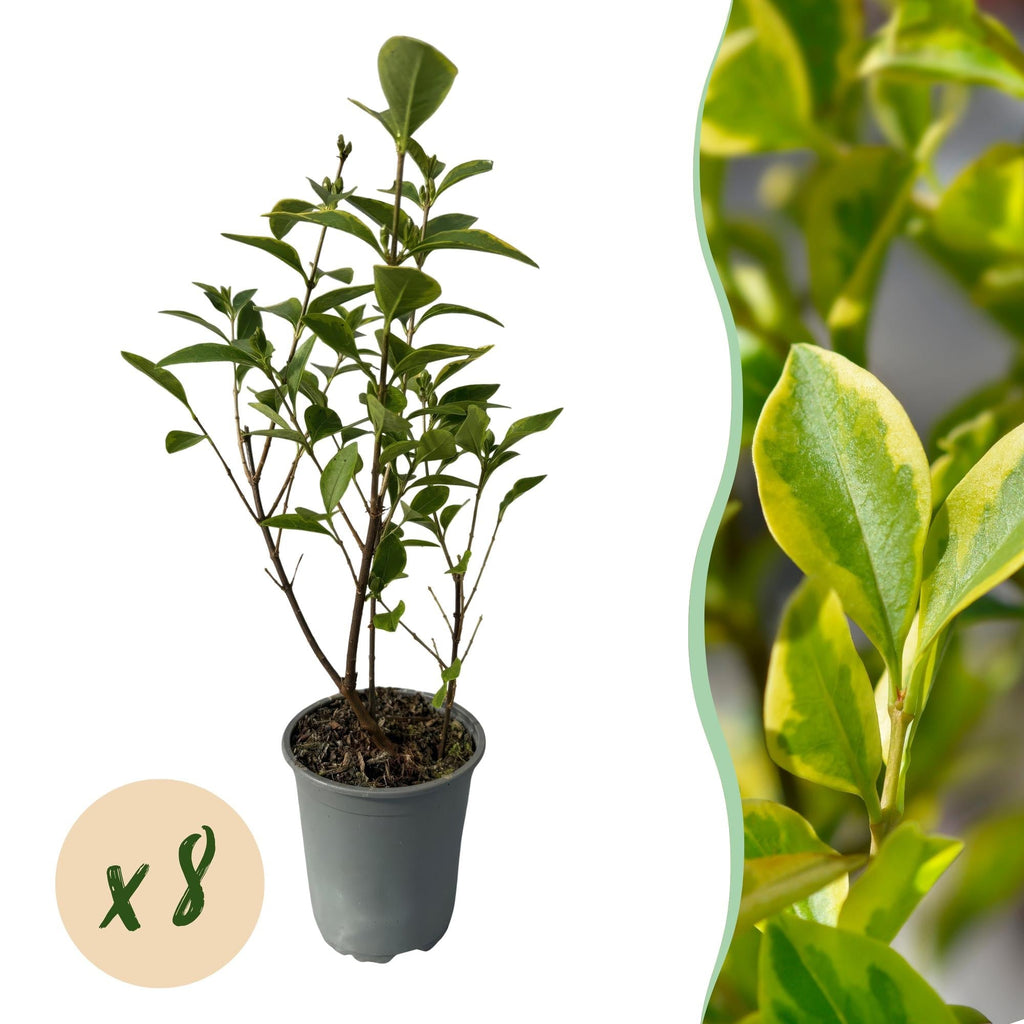 Ovalblättriger Liguster Ligustrum ovalifolium Aureum – Immergrüne Heckenpflanzen – 8 Pflanzen – 1m – 9cm Höhe 35-40cm – Gelb – Grün – Pflegeleicht – Plant