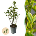Ovalblättriger Liguster Ligustrum ovalifolium Aureum – Immergrüne Heckenpflanzen – 8 Pflanzen – 1m – 9cm Höhe 35-40cm – Gelb – Grün – Pflegeleicht – Plant
