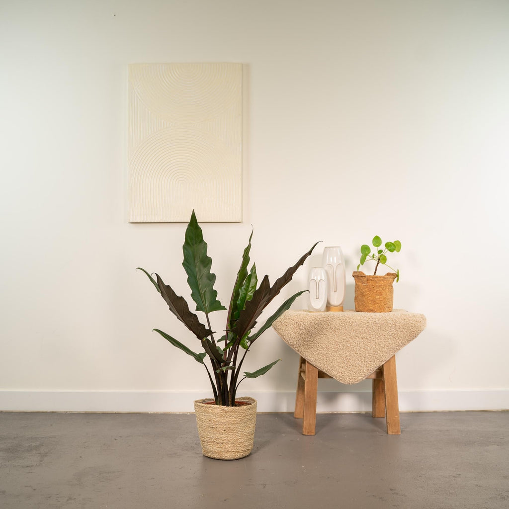 Alocasia Lauterbachiana – Pfeilblatt – Zimmerpflanze – Ø19cm – ↕80cm – inkl. Naturkorb – Elefantenohr – Luftreinigend – Pflegeleicht