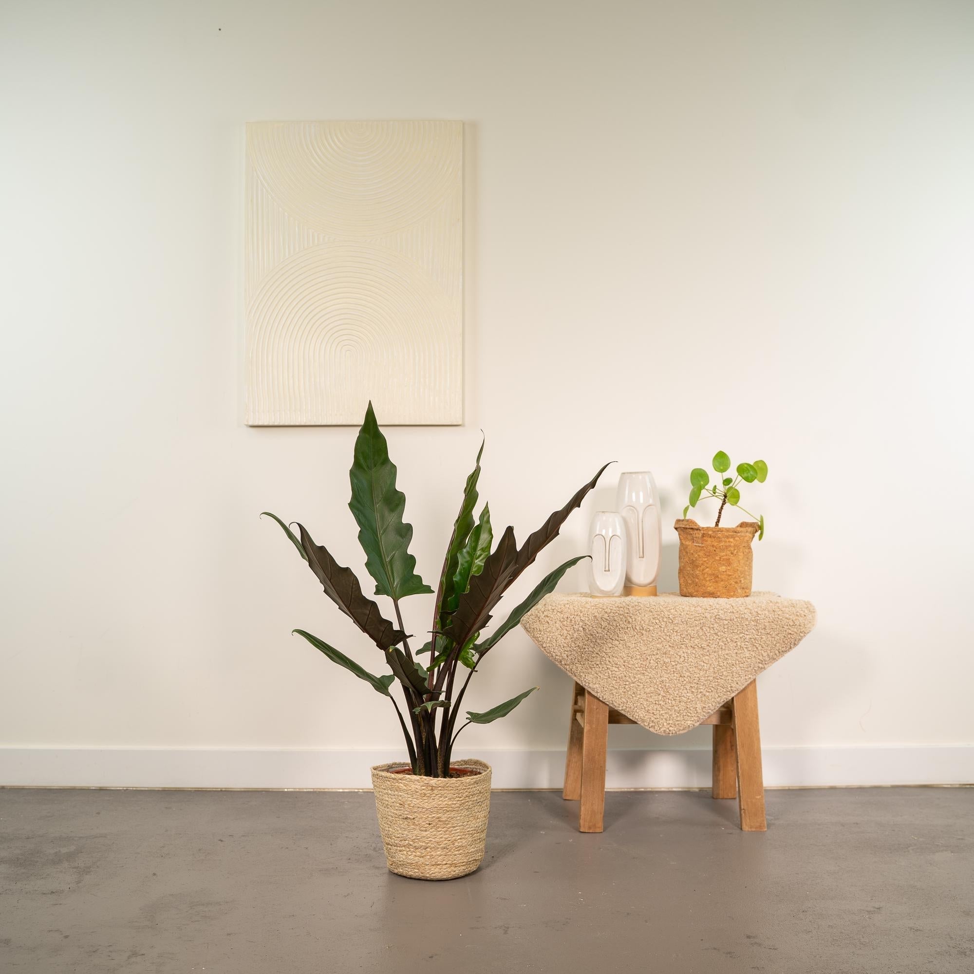 Alocasia Lauterbachiana – Pfeilblatt – Zimmerpflanze – Ø19cm – ↕80cm – inkl. Naturkorb – Elefantenohr – Luftreinigend – Pflegeleicht