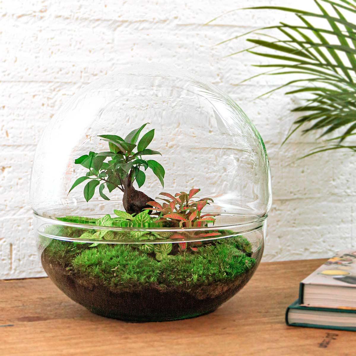 Flaschengarten DIY Bausatz Dome XL – Terrarium Ø30cm x H30cm – Selbstbewässerndes Pflanzterrarium mit Ficus Ginseng Bonsai & Fittonia – Do – It – Plant