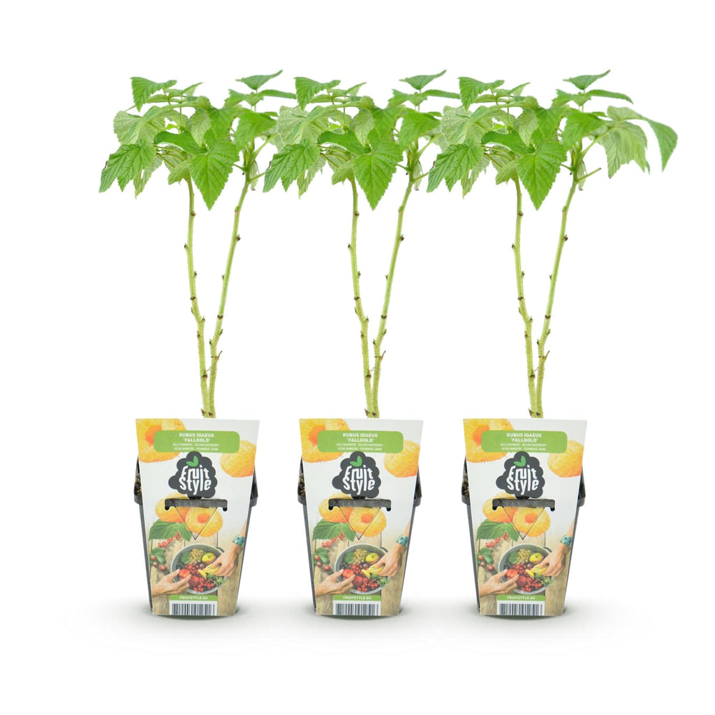 Himbeere Rubus idaeus Fallgold winterhart 3 Pflanzen Ø9cm Höhe 30cm – Gelbe Himbeere für Garten Beet Balkon & Terrasse – Süß & aromatisch