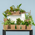 Zimmerpflanzen 12er Set – Save Me Box – Überraschungs – Zimmerpflanzen inkl. Naturkorb – Pflegeleicht & Natürlich – Plant