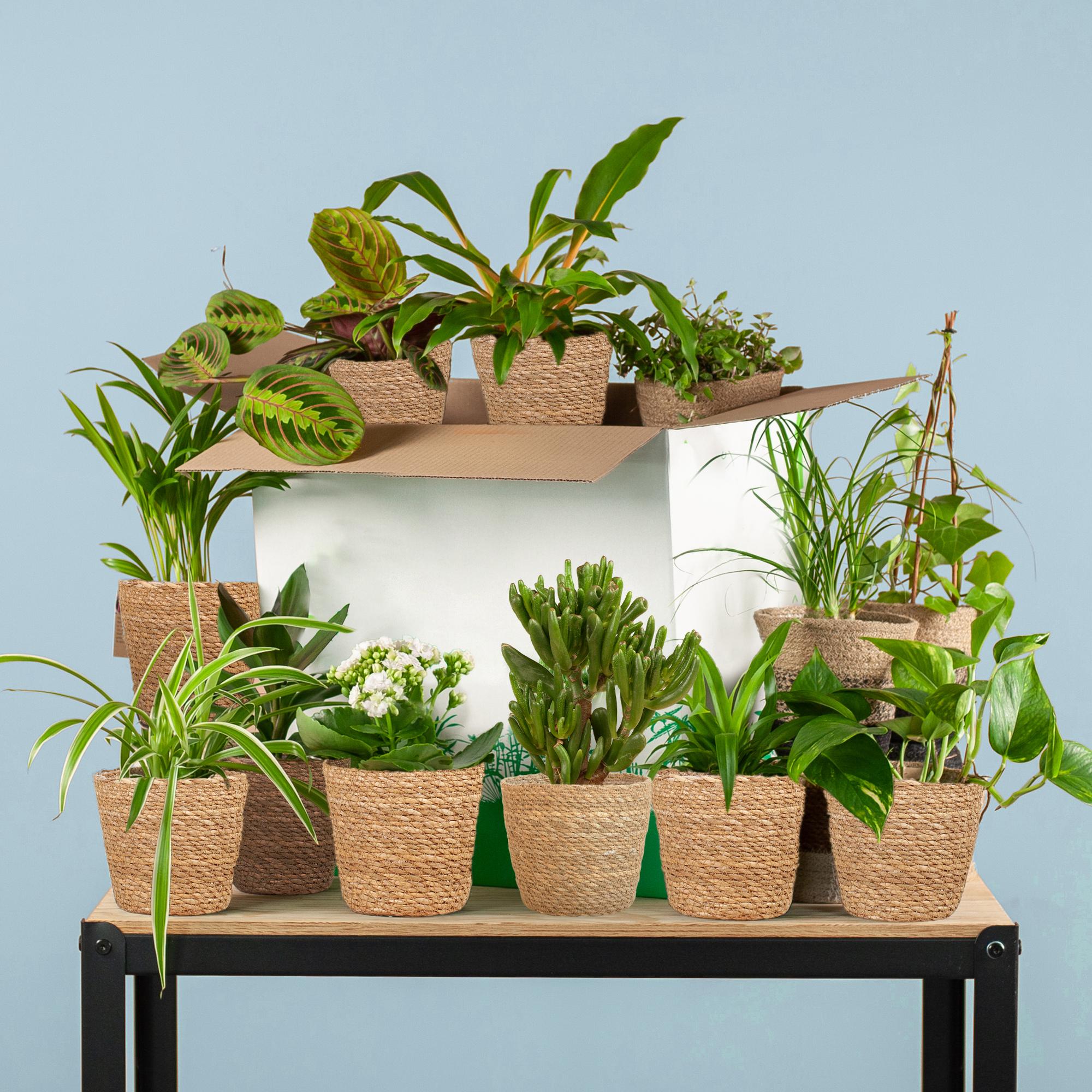 Zimmerpflanzen 12er Set – Save Me Box – Überraschungs – Zimmerpflanzen inkl. Naturkorb – Pflegeleicht & Natürlich – Plant