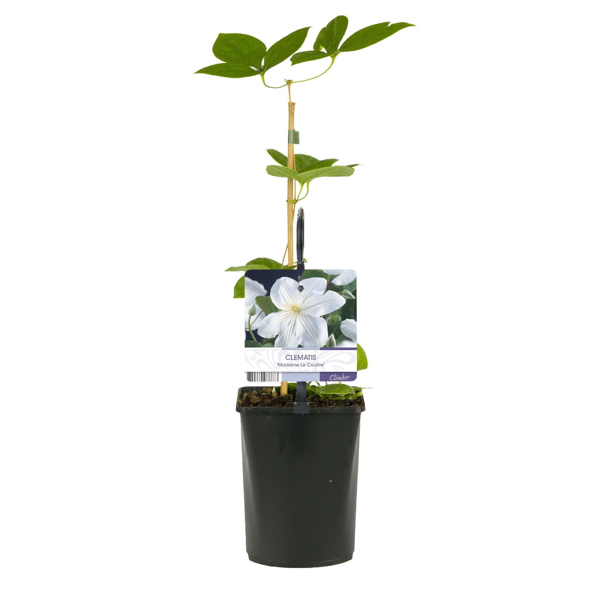 Kletterpflanze Clematis Madame Le Coultre – Cremig weiße Blüten – Wenig Pflege – 2 Pflanzen – 11cm Höhe 40cm – Für Garten, Terrasse & Pergolen – Plant