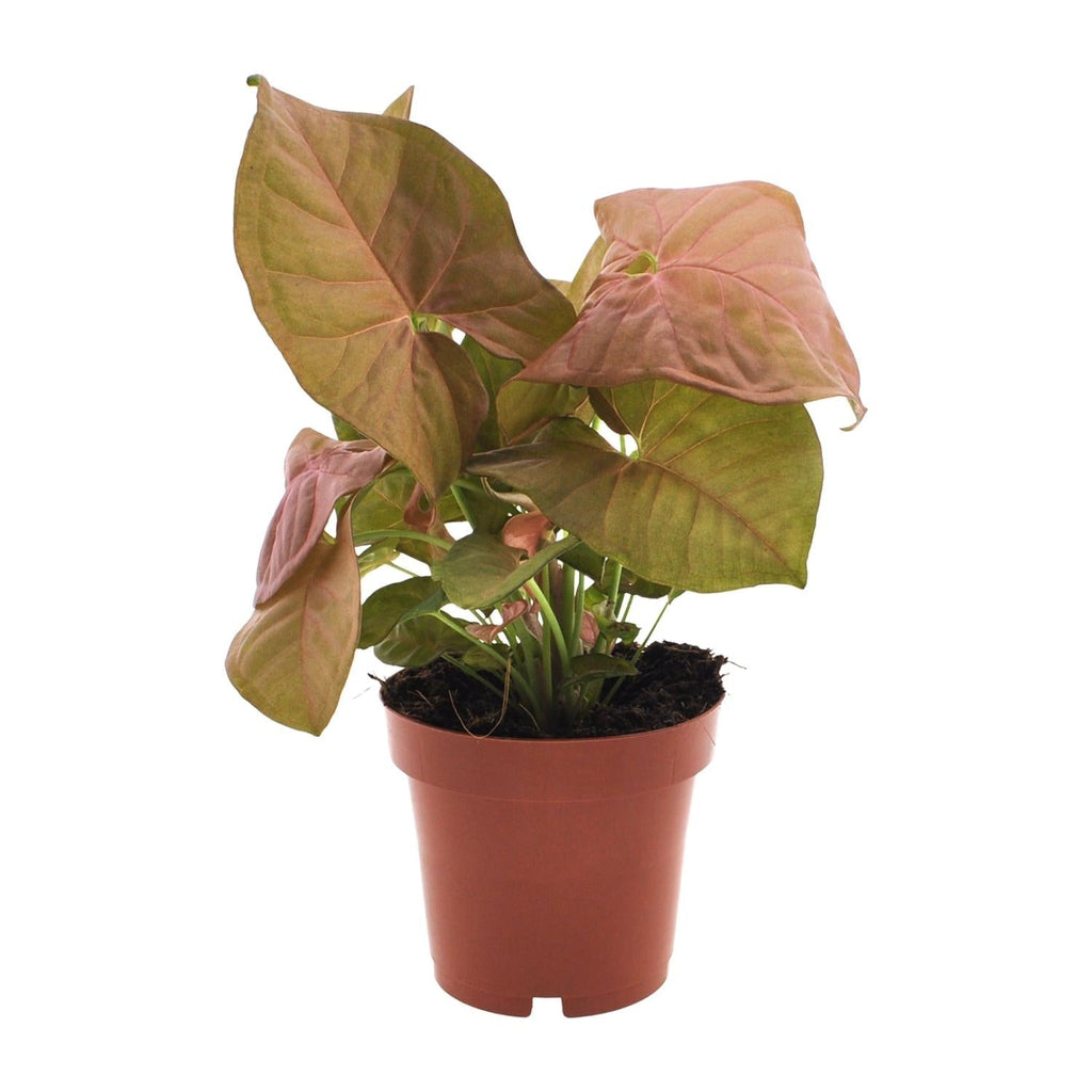 Purpurtute – Syngonium Neon – Pfeilspitzengewächs – Zimmerpflanze – Ø12 cm – ↕25 cm – Halbschatten – Pflegeleicht – Dekorativ – Plant