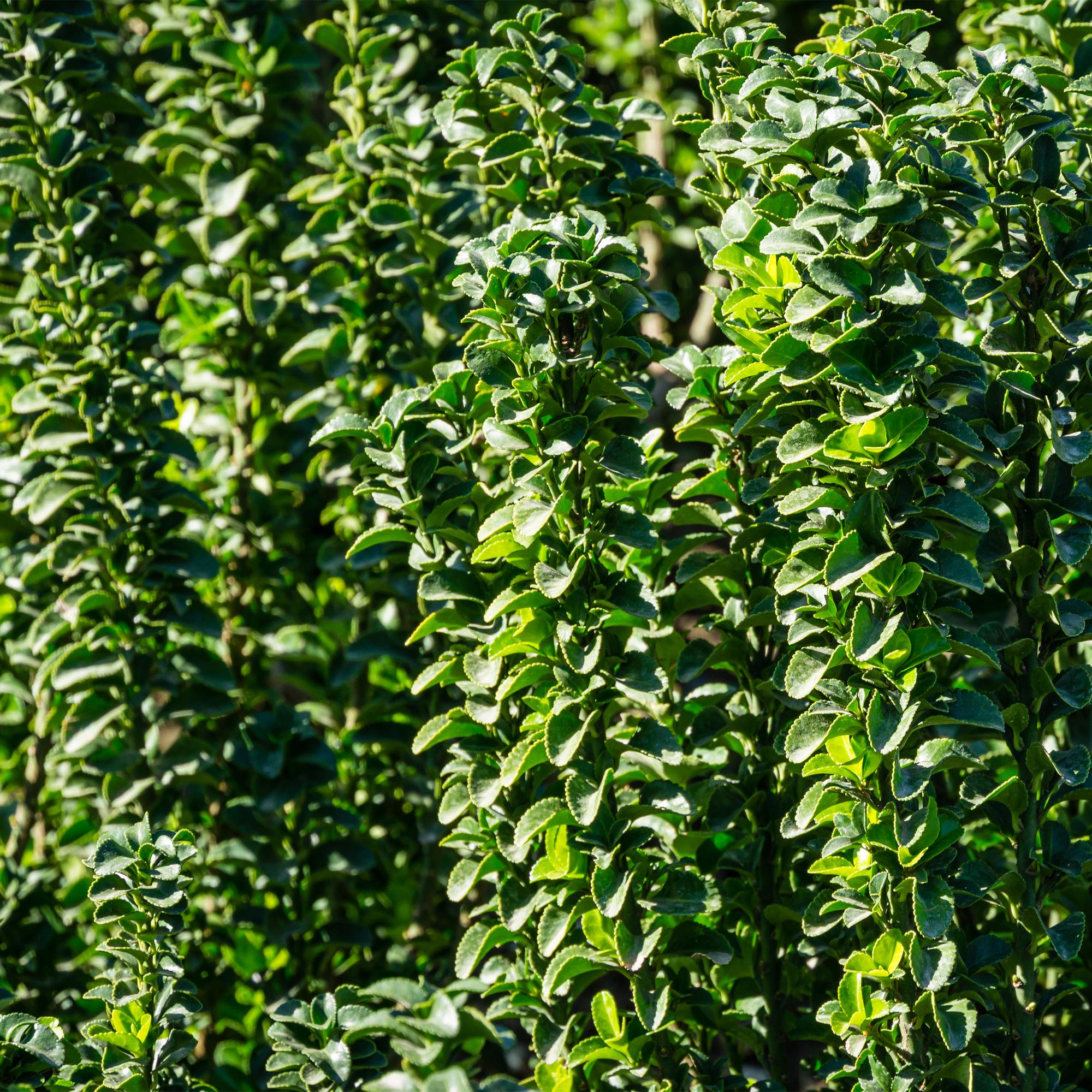 Japanischer Spindelstrauch Euonymus japonicus Green Spire – Heckenpflanze – Blatt Grün – 6 Pflanzen – 1 Meter – Immergrün – 17cm Höhe 40cm – Plant