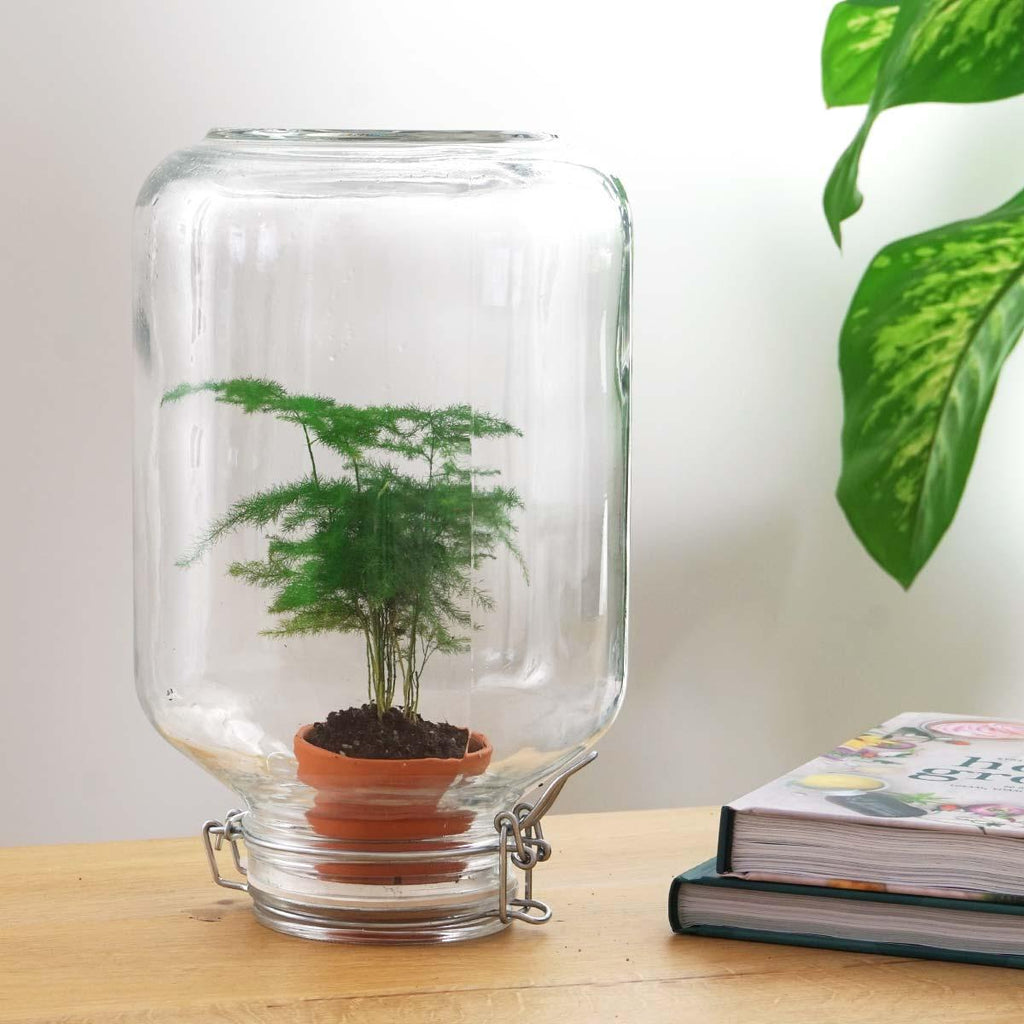 Flaschengarten Terrarium Easyplant Spargel – Lebende Zimmerpflanze im Einmachglas mit Edelstahlverschluss – Pflegeleicht & Selbstversorgend
