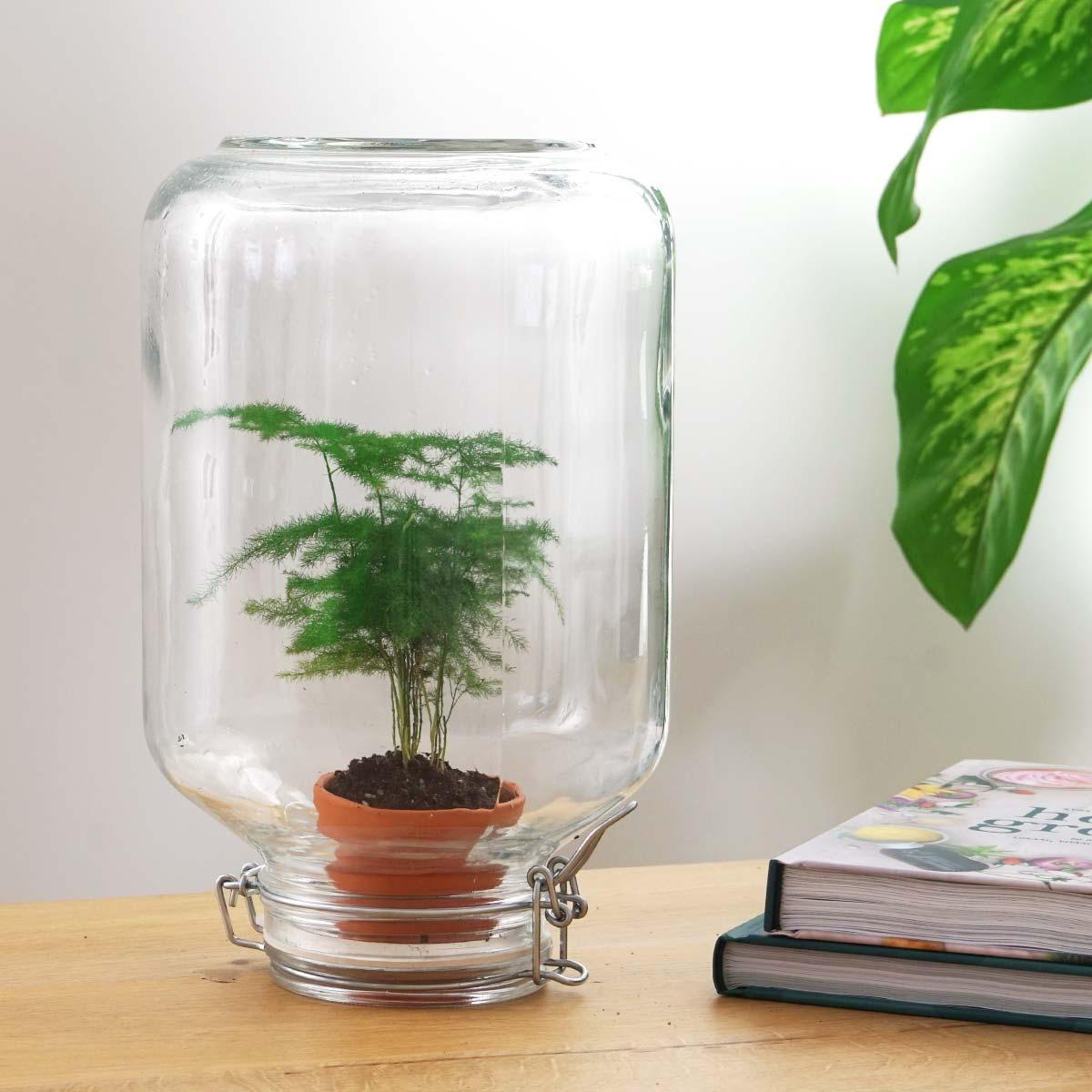 Flaschengarten Terrarium Easyplant Spargel – Lebende Zimmerpflanze im Einmachglas mit Edelstahlverschluss – Pflegeleicht & Selbstversorgend