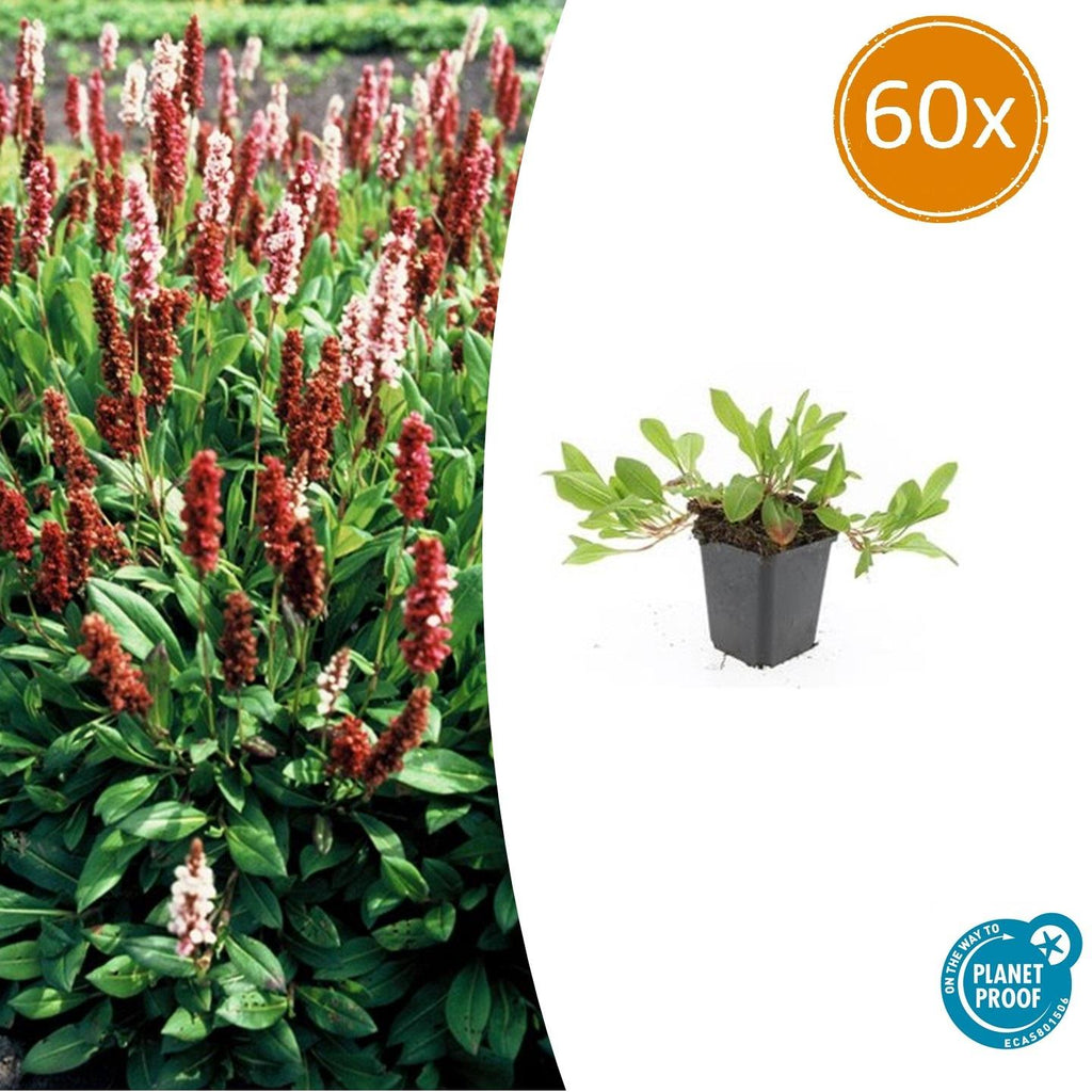 Schneckenknöterich Persicaria aff. 'Darjeeling Red' – ↕10-25cm – Ø9cm – Rotes Laub – Sonne & Halbschatten – Pflegeleichte Staude – Plant