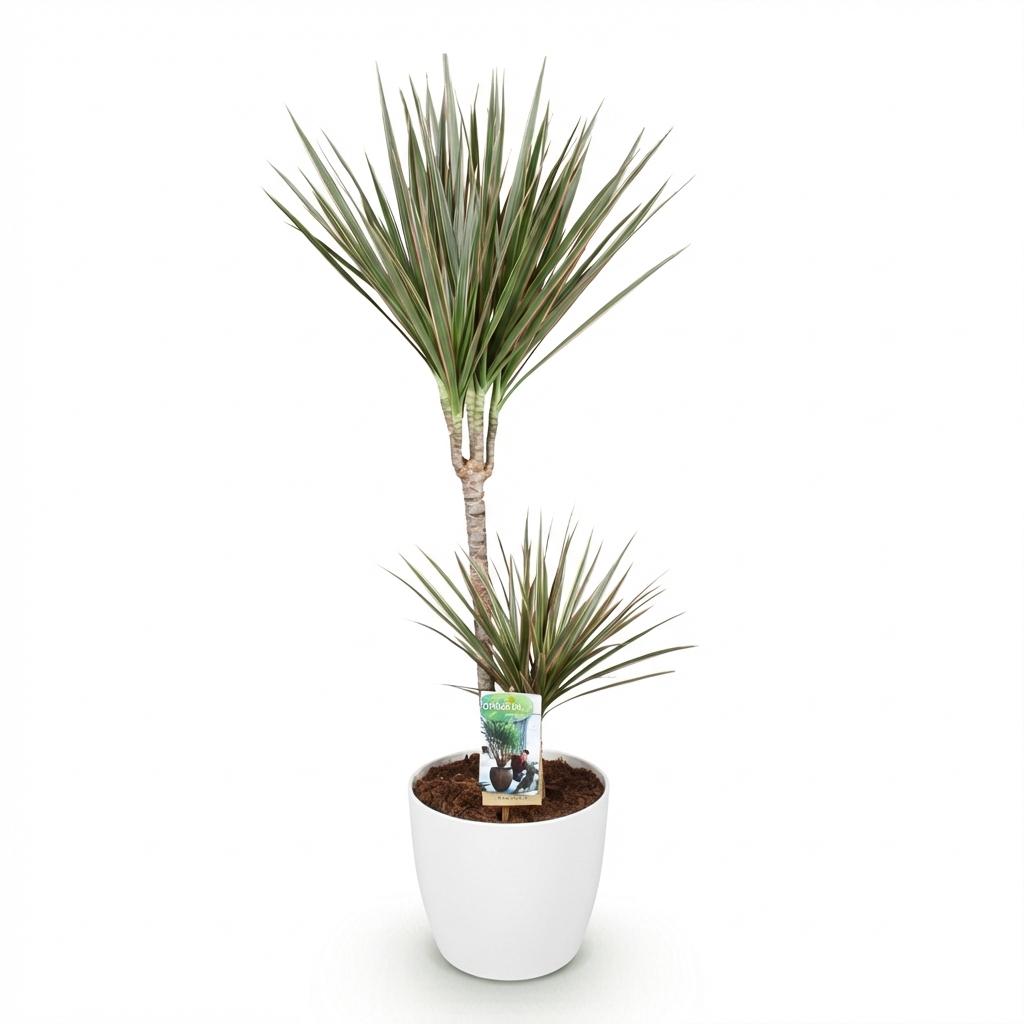 Dracaena Marginata Bicolor Pflanze Mit Weißem Topf Ø21cm Höhe ca.90-100cm Drachenbaum Pflegeleicht Grün Braun Großpflanze Für Zimmer Büro &