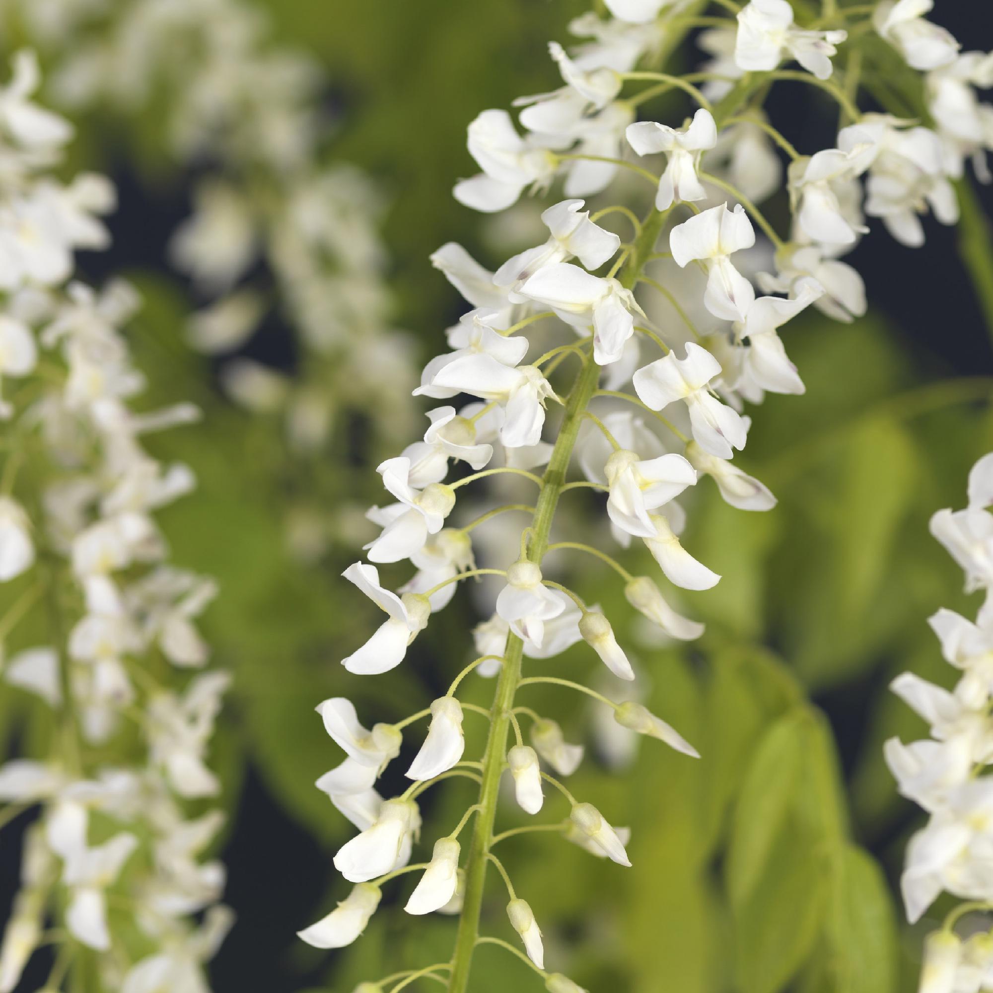 Blauregen Wisteria floribunda Alba – Weiße Blüten – 11cm x H40cm – Duftende Kletterpflanze – Für Pergolen, Zäune & Wände – Plant