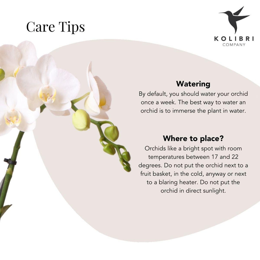 Weiße Phalaenopsis Orchidee Amabilis – Luxuriöser Ziertopf Gold Ø9cm – 40cm hohe blühende Zimmerpflanze – Frisch vom Züchter – Plant