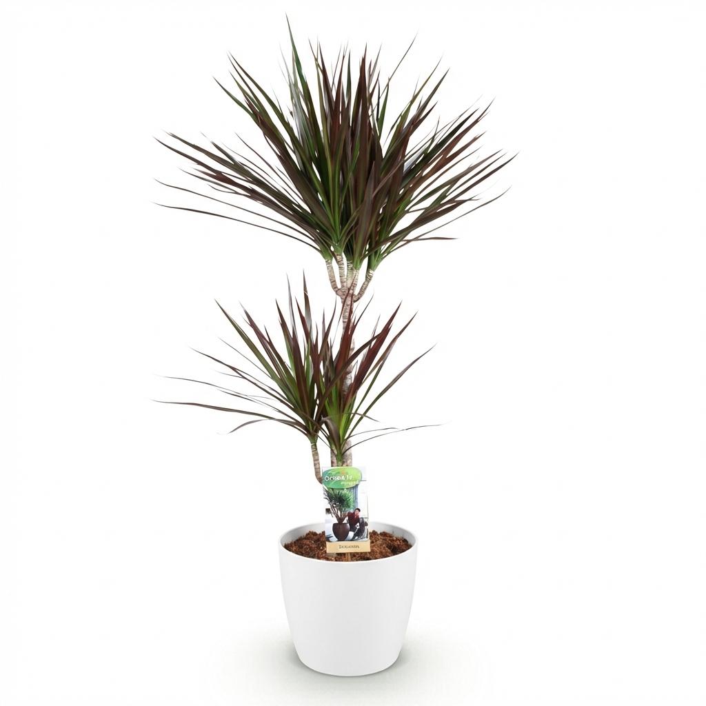 Dracaena Magenta Drachenblutbaum Pflanze mit weißem Topf Ø21cm Höhe 90-100cm Pflegeleicht große Grünpflanze mit roten Akzenten für Zimmer & Büro