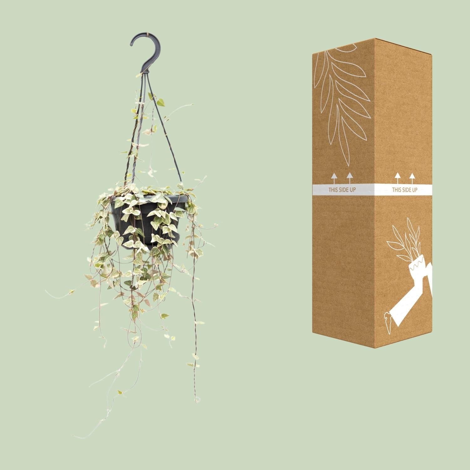 Leuchterblume Ceropegia woodii ssp. woodii – String of Hearts – Hängende Zimmerpflanze – Ø14cm ↕50cm – Pflegeleicht & dekorativ – Plant