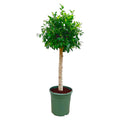 Ficus Nitida – ca. 150cm Höhe – Immergrüne Zimmerpflanze mit dichter Krone – Topfgröße Ø30cm – Elegante Innenraum – Luftreinigend & pflegeleicht – Plant