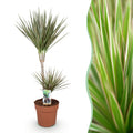 Dracaena Marginata Bicolor – 90-100cm 21cm – Pflegeleichter Drachenbaum in Grün – Braun mit zweifarbigen Blättern für modernes Interieur – Plant
